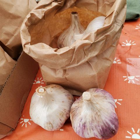 Our amazing organic grown garlic for sale!