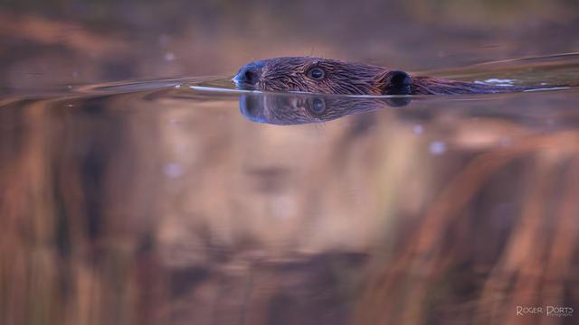 Golden tones and faint reflections of distant rushes fill the majority of the frame, the only thing in focus is the nose of the beaver following the wave being pushed in front of its body.  Attentive eye shows the reflection of the rising sun.