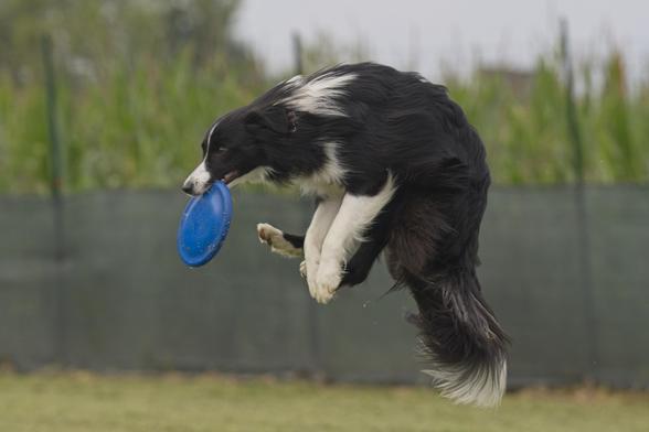 Border Collie jumping and grabbing a disc mid-air while playing disc dog