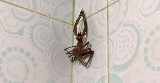 mue d'une araignée Huntsman spider