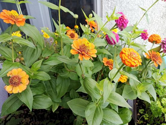 Mehrere Zinnien mit orangefarbenen, gelben und violetten Blüten wachsen dicht zusammen in einem Pflanzkasten. Die Blüten haben mehrere Schichten von Blütenblättern, die zu den Rändern hin leicht nach außen gebogen sind. Die Blätter sind grün, lanzettförmig und relativ groß. Im Hintergrund ist eine Hauswand sowie ein Fenster mit Rahmen erkennbar. Einige der Blüten scheinen teilweise verblüht zu sein, während andere kräftig und frisch aussehen.