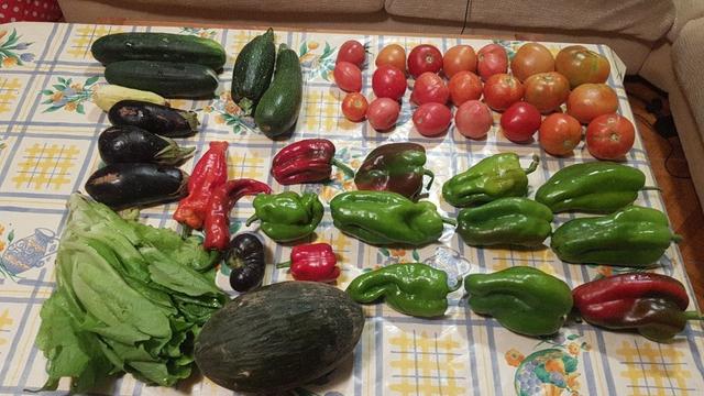 Contenido de la cesta de la semana sobre una mesa con hule.
Hay una lechuga y un melón. Tres filas de pimientos verdes y rojos,  y tres de tomates.
Berenjenas y pepinos. Uno blanco. Y dos calabacines.