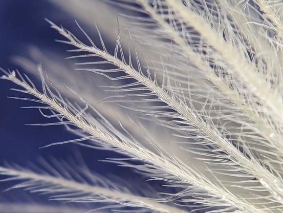 Feather-like bristles of a daisy seed under 200 times magnification.