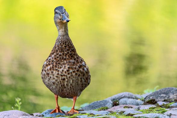 A duck looking straight at the camera and a pond in the background