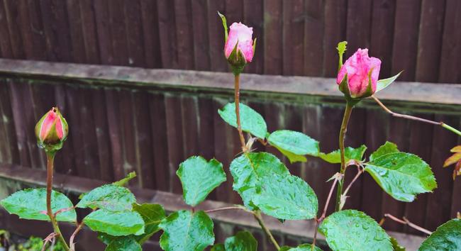#RaindropsOnRoses