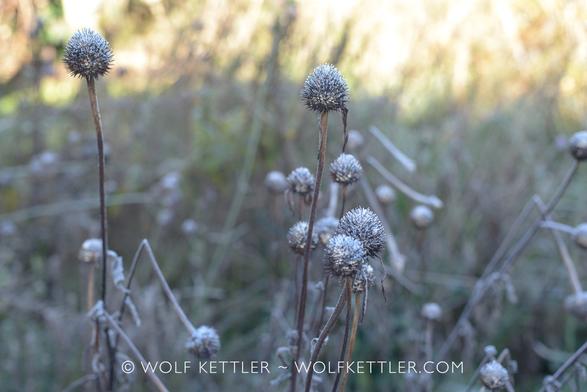 The photograph shows Echinacea purpurea seedheads with the frosty layer of a cold autumn morning.
