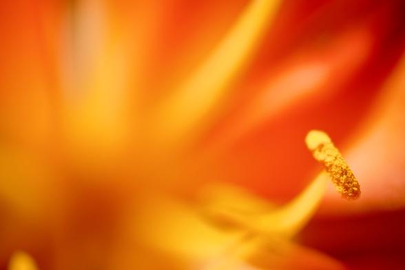An extreme close up macro photograph of the flower of a bush lily taken at the Adelaide Botanic Garden on a sunny spring day. The flower is orange with yellow stamen. Due to the extremely shallow depth of field at this close distance only one anther in the picture is sharply in focus with everything else blurred away. The effect is very abstract. The colours are orange and yellow.