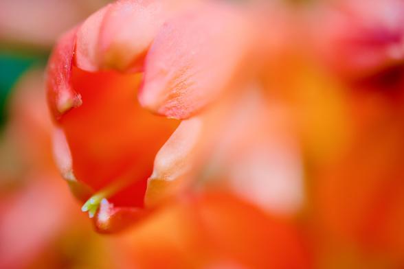 An extreme close up macro photograph of the un openned flower of a bush lily taken at the Adelaide Botanic Garden on a sunny spring day. The flower is orange with the white stigma poking out of the end. Due to the extremely shallow depth of field at this close distance only parts of the end of the petals and the stigma are sharply in focus with everything else blurred away. The effect is very abstract. The colours are orange and yellow with a little green and white.