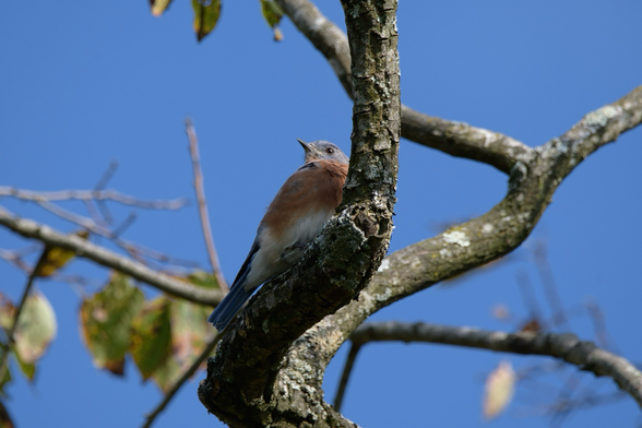 A male Eastern Bluebird (blue above, orange breast, white below) looks left as it perches in the shady crook of a branch against a background of blue sky and a few green leaves starting to change color.