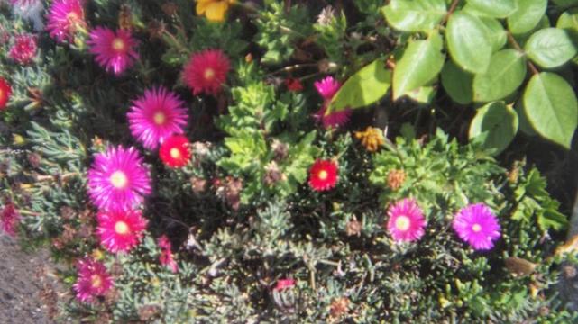 Some flowers by the roadside.