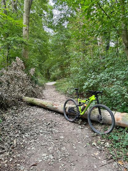 Mitten im Wald, ein Weg mit losem Untergrund mittig im Bild. Diagonal zum Weg liegt ein umgestürzter Stamm an dem ein grünes Mountainbike lehnt