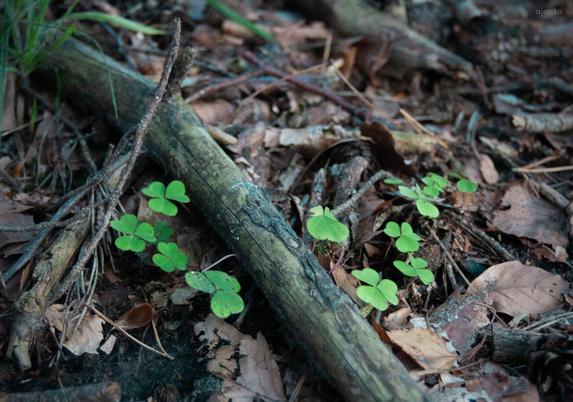 The picture shows small clusters of wood sorrel plants growing on the forest floor, nestled among decaying leaves and fallen branches. The bright green, heart-shaped leaves contrast against the earthy tones of the soil, dried leaves, and weathered wood.