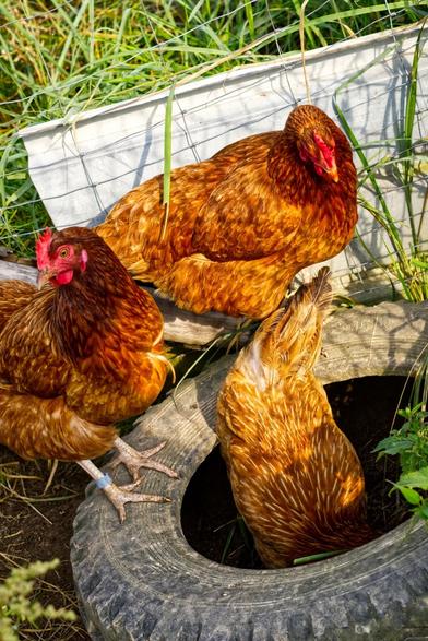 Three orange chickens on a green field. One of the chickens peeks inside of a car tyre, the other one sitting on the tyre above looks at him, the third, also sitting on the left side, looks to the right.