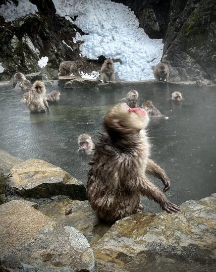 A snowmonkey is shaking the water out of its fur!
