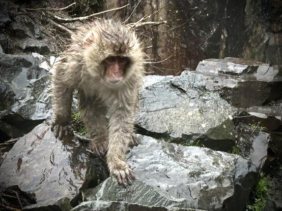 Baby snowmonkey is approaching over wet stones. It's the cutest thing ever!