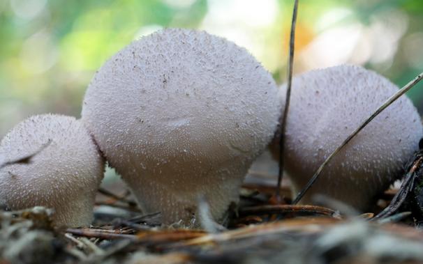 A trio of very young Common Puffball (Lycoperdon perlatum) mushrooms growing side by side in a cluster. They were still very tiny, pine needles next to them look big in comparison.