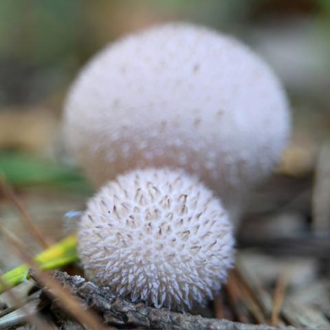 If you ever wondered why these mushrooms are called Puffballs (Lycoperdon perlatum) this is the reason. There's no better way to describe them, really. The front puffball that's in focus is thimble-sized and looks a lot like Raffaello white chocolate coconut candy.