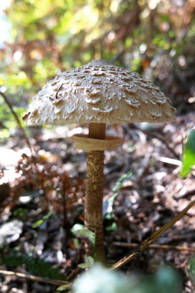 A perfect specimen of a Parasol mushroom (Macrolepiota procera). I'm gonna have this one breaded with homemade rémoulade sauce tomorrow. Yum!