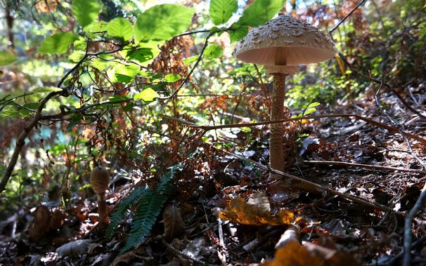 A couple of Parasol mushrooms (Macrolepiota procera) growing in the thicket of a sunny mixed coniferous forest. One of them is rather obvious, can you find the other one?