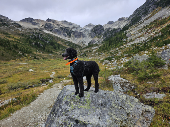 A black standard poodle stands atop a large boulder in a verdant meadow nestled between rocky slopes.  In the background you can *just* spy a glacier nestled within the rocky alpine.