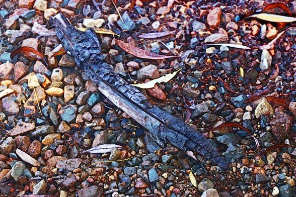 Medium shot of a partially burnt piece of wood from a beach campfire, surrounding there are small stones and coloured leaves. The digital effect creates a painterly quality to the composition.