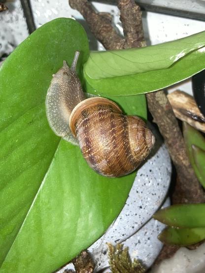 A photograph of a snail inside a terrarium. It is crawling happily along a large pothos leaf, eyestalks extended curiously.