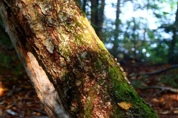 Close-up of a tree trunk growing on a diagonal, parts of the bark are missing, and some of the bark has moss growing on it.