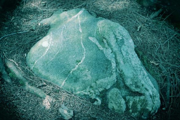 The camera setting created a soft blue-green tone that imitates a plastic camera. The medium close-up is of a large stone that has lifted out of the forest floor. The natural markings on the one side of the stone creates a pareidolia impression of a frog.