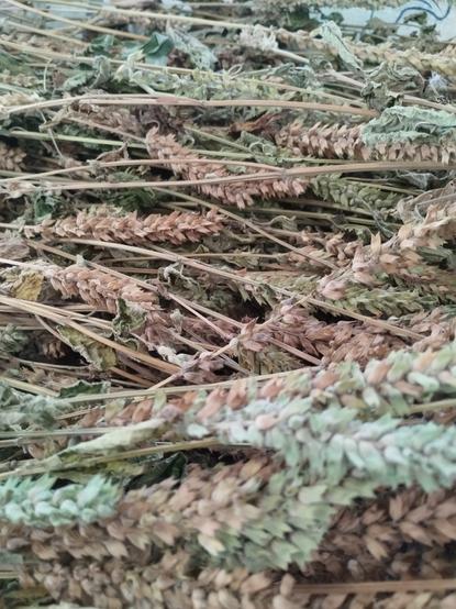 A close up of chia plants, yet to be processed.