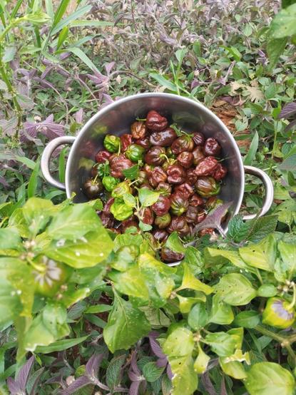 A pot of hot peppers