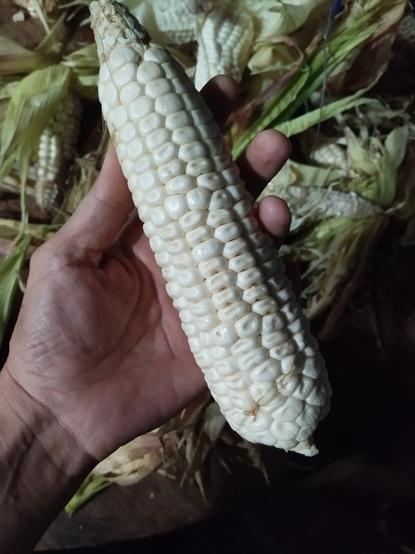 A picture of a white seeded cob of corn.