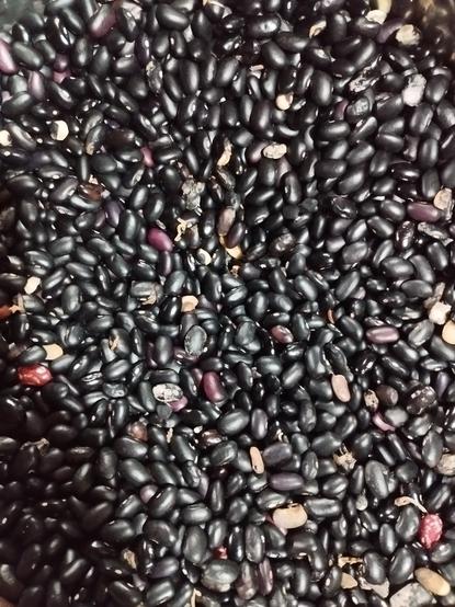 A close up of black beans that have yet to be sorted.
