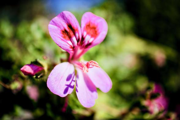 A close up macro photograph of the flower of a pink geranium taken at the Adelaide Botanic Garden on a sunny spring day. The flower is bright pink with some darker pink patches on the two top petals. Only one top petal and some anther are sharply in focus with the rst of the flower being softer and the background completely blurred. There is the shadow from the anther being cast onto one of the lower petals. The background is mostly green with a small patch of blue sky near the top center of the frame.