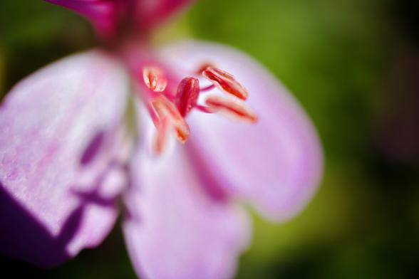 An extreme close up macro photograph of the anther of a pink geranium flower taken at the Adelaide Botanic Garden on a sunny spring day. The lower three petals of the flower are in the background out of focus and the further background is green. This photograph appears quite abstract.