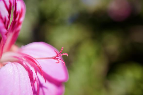 An extreme close up macro photograph of the stigma of a pink geranium flower taken at the Adelaide Botanic Garden on a sunny spring day. The flower occupies only the left third of the frame. Only the stigma and the very edge of the top two petals are sharply in focus. The background is mostly green. This photograph appears quite abstract.