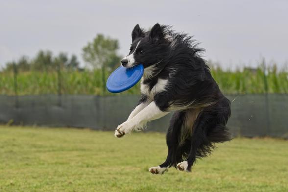 Border Collie jumping with a disc in its mouth while playing Disc Dog