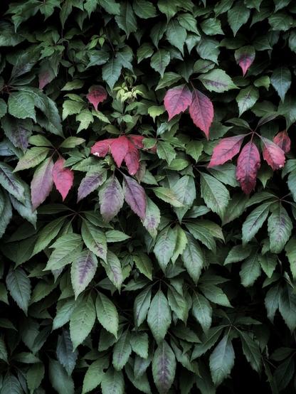 "A wall covered by lush green leaves transitioning to vibrant pink hues, showcasing the beauty of autumn foliage."