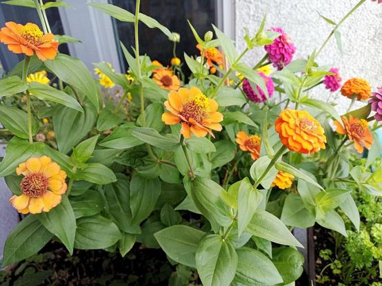 Mehrere Zinnien mit orangefarbenen, gelben und violetten Blüten wachsen dicht zusammen in einem Pflanzkasten. Die Blüten haben mehrere Schichten von Blütenblättern, die zu den Rändern hin leicht nach außen gebogen sind. Die Blätter sind grün, lanzettförmig und relativ groß. Im Hintergrund ist eine Hauswand sowie ein Fenster mit Rahmen erkennbar. Einige der Blüten scheinen teilweise verblüht zu sein, während andere kräftig und frisch aussehen.