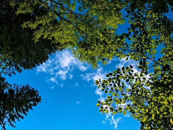 Looking upwards into the almost cloudless sky. Branches of various trees protrude into the photo from all sides. It is peaceful and quiet.