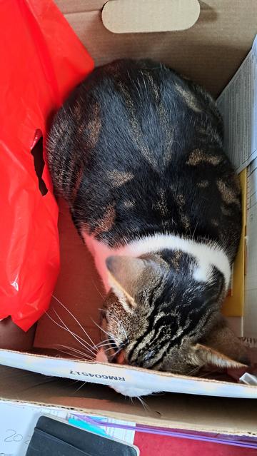 Tabby cat chewing on a bankers box from the inside.