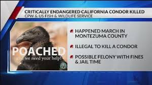 CONDOR KILLING HAPPENED IN MARCH IN MONTEZUMA COUNTY COLORADO