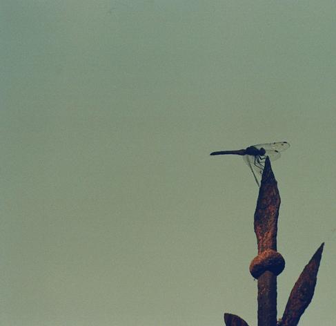 A dragonfly is sitting on a rusty tip from a iron fence. The wings are slightly glittering.