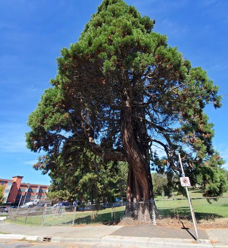 Giant, old growth, redwood tree behind chainlink fence, at edge of large school field. By intersection of Hillside & Blanshard streets.