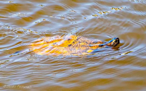 "The image shows a turtle swimming in clear water. The turtle’s shell is visible, and it has a smooth, rounded shape with a pattern of lines and spots. The water around the turtle is illuminated by sunlight, creating a golden hue and shimmering ripples. The turtle appears to be moving gracefully, with its legs extended and its head slightly raised. The overall scene is serene and peaceful, capturing a moment of natural beauty in the aquatic environment." - Copilot