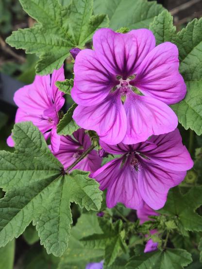 Though my cell phone camera captured the colours of these beautiful flowers as pink, they are actually a light purple with darker purple veins radiating out from the center of each blossom. Five petalled each, there are 4 of them gathered together with a backdrop of their vibrant green leaves.