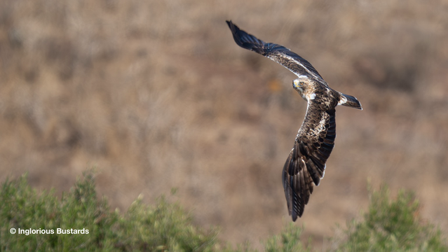 Booted Eagle ©️ Inglorious Bustards