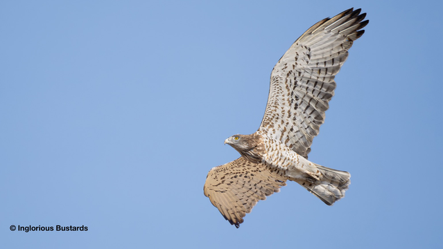 Short-toed Eagle ©️ Inglorious Bustards