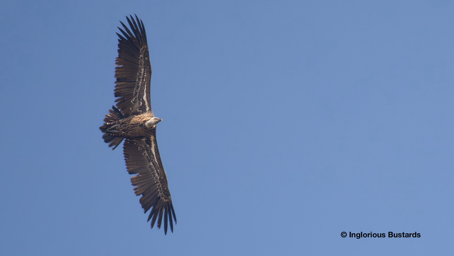 Rüppell’s Vulture ©️ Inglorious Bustards