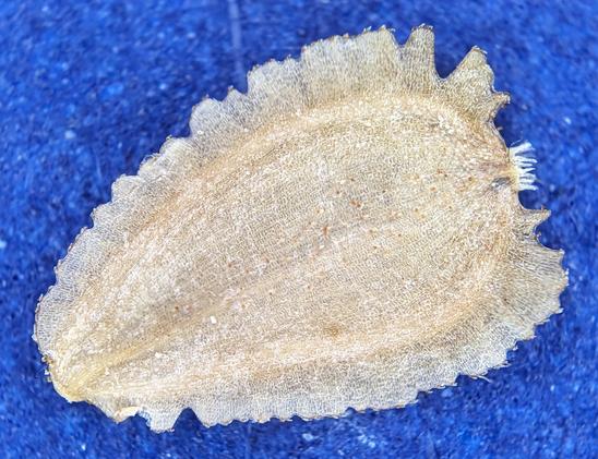 Flattened daisy seed with wavy margin and a very reduced pappus of bristles.