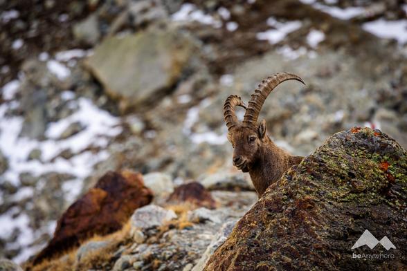 Ibex behind a stone.
